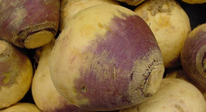 harvested rutabaga