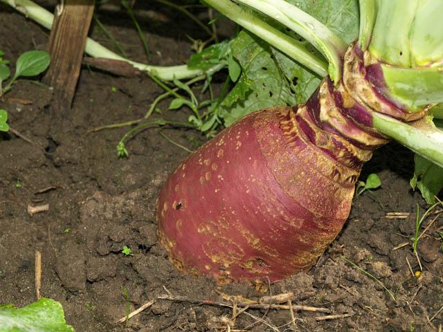 ripe rutabaga