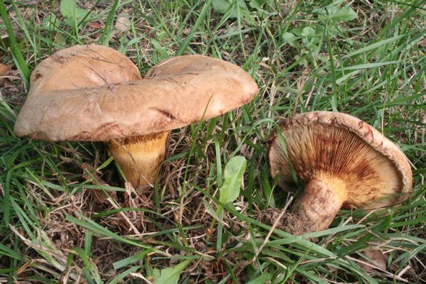 the appearance of pig mushrooms