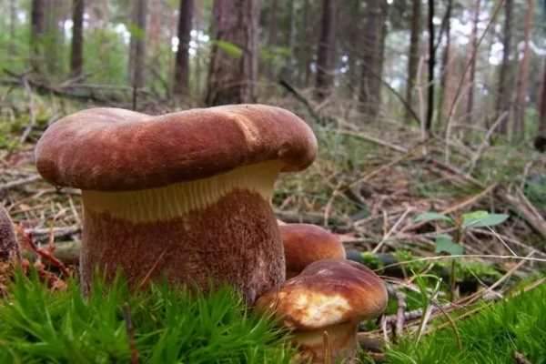 champignon cochon dans la forêt