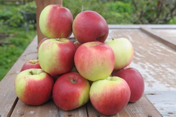 fruits de la jeune variété naturaliste