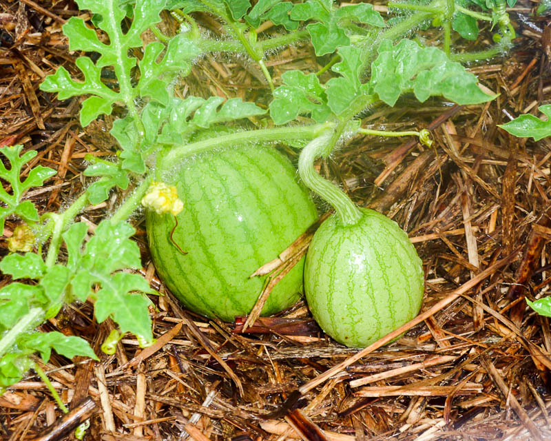 pinching a watermelon