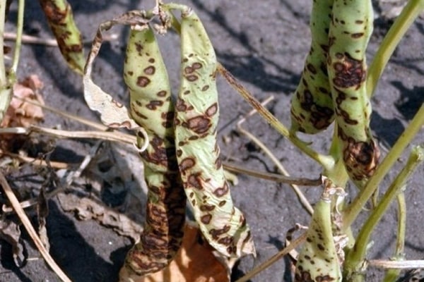 Anthracnose de pois