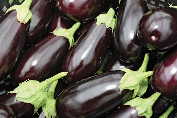 eggplant harvest