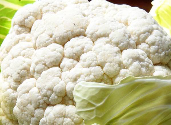 inflorescences of cauliflower