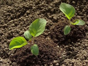 Cómo cultivar y cuidar adecuadamente las berenjenas en campo abierto, tecnología agrícola.