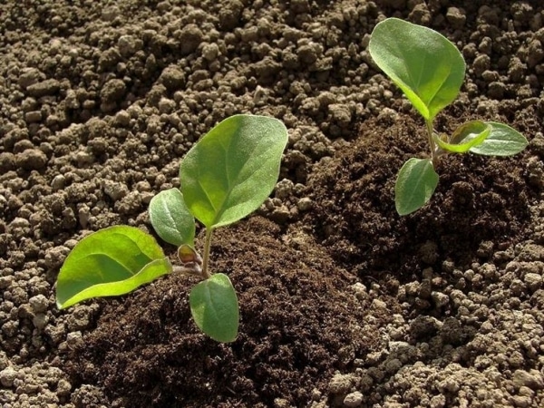 eggplant growing