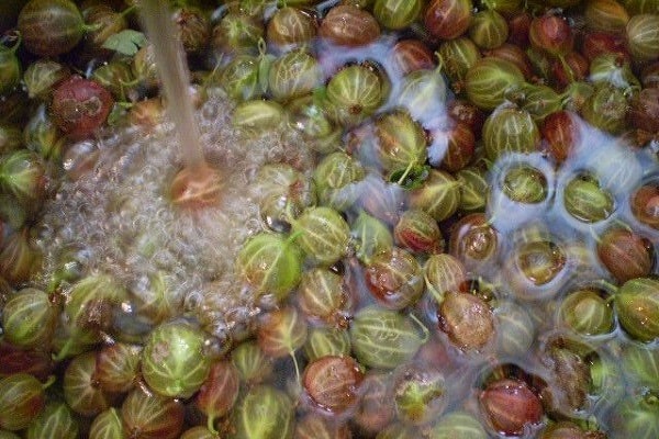 berries in gruel