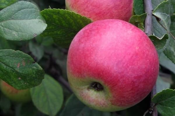 Fruta joven naturalista