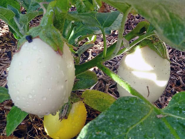 Snow eggplant