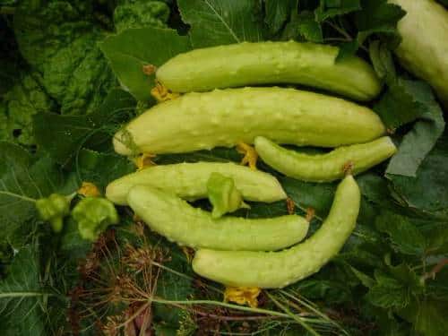 Chinese cucumbers