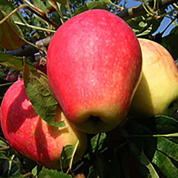 Apple tree cups