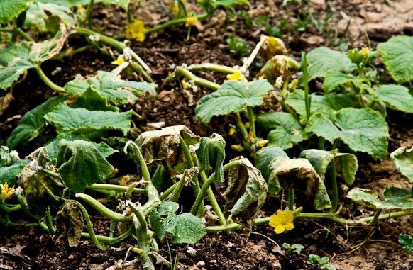 Fusarium watermelon