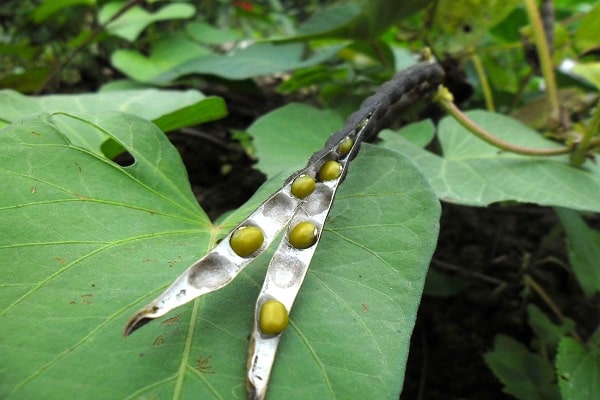 haricots pour l'hiver