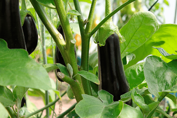 eggplant in the greenhouse