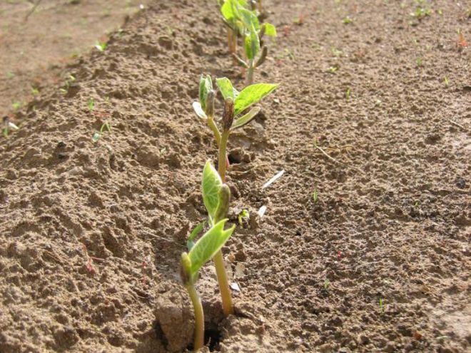 Plantation en extérieur