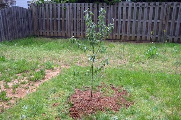 plántula de manzana en el jardín