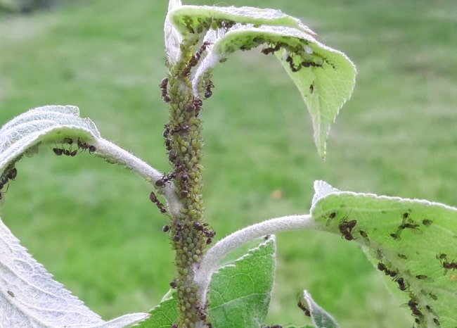 aphid on an apple tree