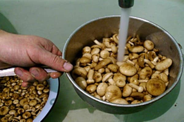 processus de lavage de champignons