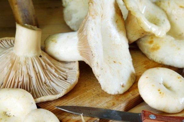 the process of cutting the mushrooms