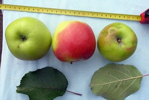 apple-tree varieties Khakassia