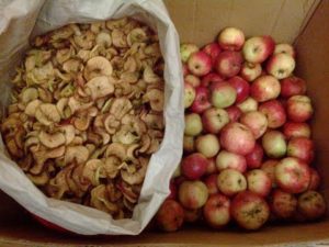 Comment bien sécher les pommes à la maison au four sur une plaque à pâtisserie, un sèche-linge électrique et comment les conserver