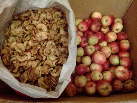 drying apples