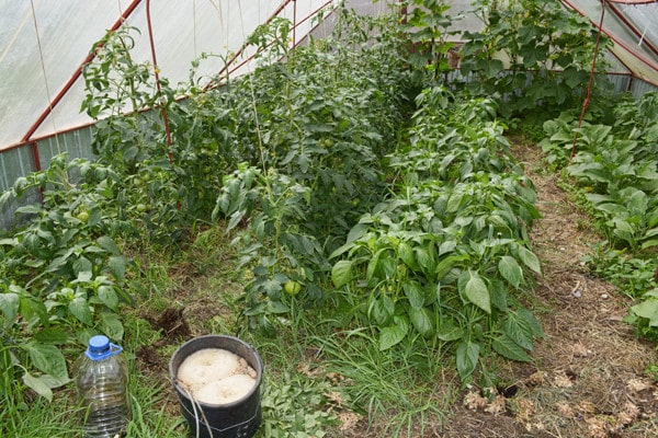 eggplant bushes ultra early f1 in the greenhouse