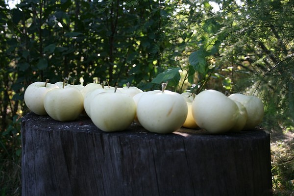 récolte de garniture blanche