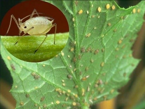 Melon aphid