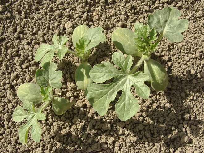 watermelon seedling