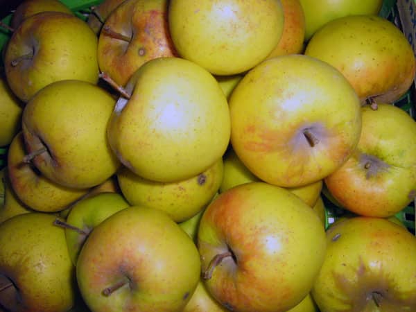 apple tree dawn of Altai