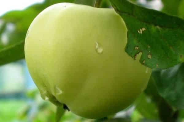 manzana blanca