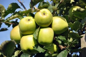 Características y descripción de la variedad de manzana Ainur, valoración de cata y resistencia a enfermedades