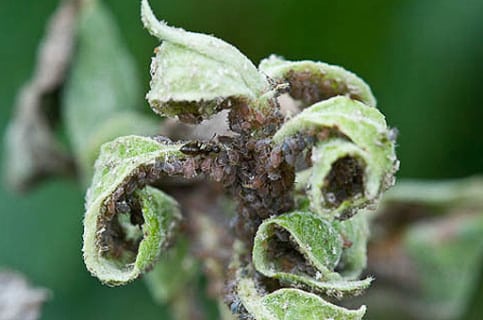 aphid on an apple tree