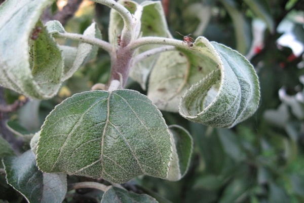 spray the apple tree