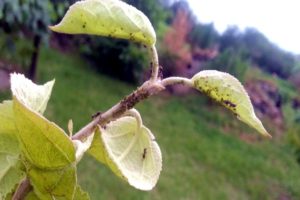 Quels remèdes chimiques et populaires pulvériser sur un pommier pour se débarrasser des fourmis