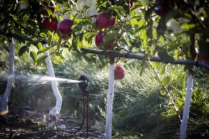 À quelle fréquence les pommiers doivent être arrosés en été et pendant la maturation des fruits, fréquence et fréquence