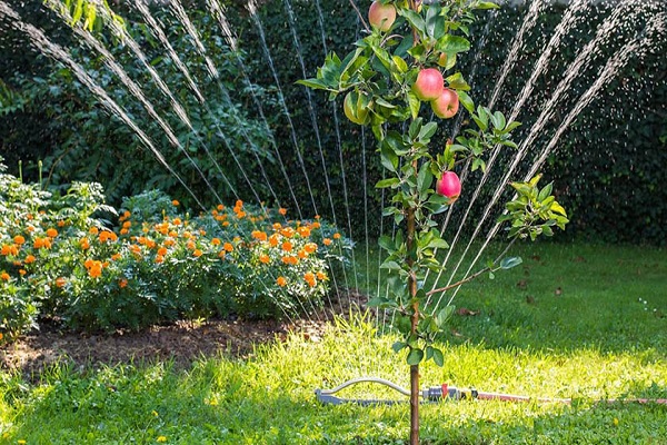 fruit trees