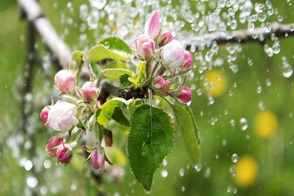 the nuances of watering