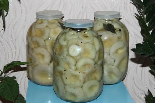 pickled milk mushrooms in jars