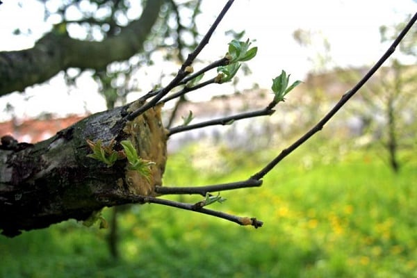 columnar apple tree