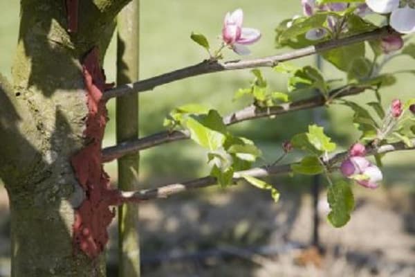 breeding apple trees