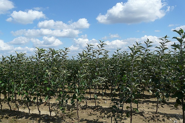 esquejes verdes