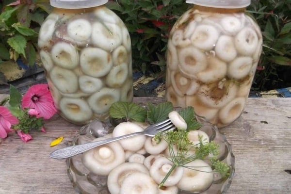 faire bouillir les champignons de lait