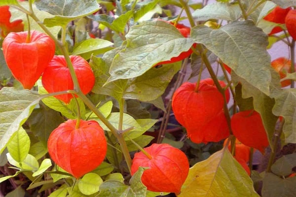 Rostoucí physalis