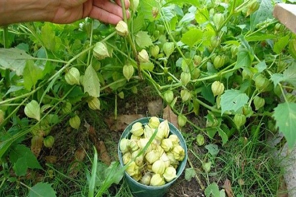 Bayas de Physalis