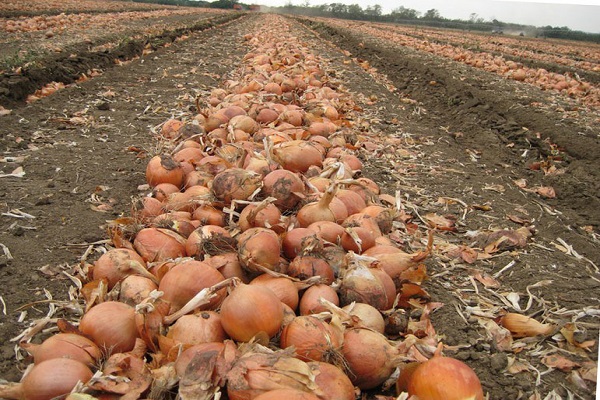 dengan ladang atau sekop