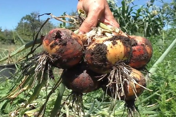 ripeness of root crops