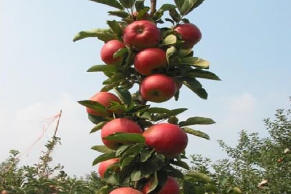 el trabajo del jardinero